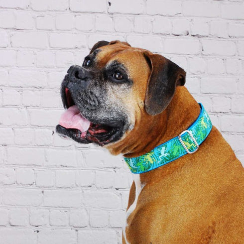2Hounds Design Coqui Surf Exclusive Dog Collar Medium - Poudre Pet & Feed Supply 2